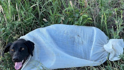 Neznámy páchateľ zviazal psa vo vreci a nechal pohodeného pri ceste