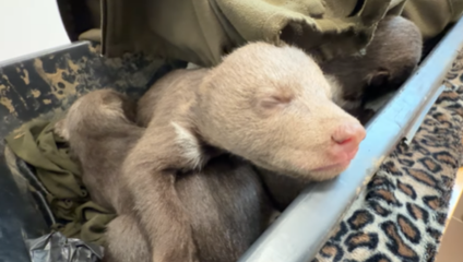 Po zastrelenej medvedici našli mláďatá, ich osud je jasný