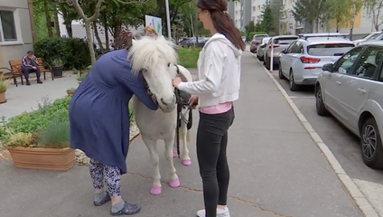 Nezvyčajný pomocník: Poník chodí po zariadení a zlepšuje náladu klientov