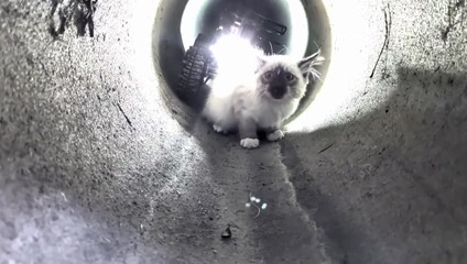 VIDEO: Mačiatko uviazlo v kanalizácii. Na pomoc mu poslali robota s prezývkou R2D2