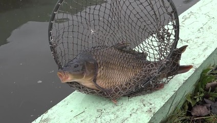 Pytliactvo alebo len priestupok? Súkromné rybníky sú bez ochrany, majitelia žiadajú zmenu