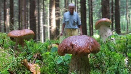 Jedovaté muchotrávky zabili štyroch ľudí. Lekári varujú pred fatálnou chybou