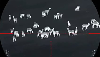 Poľná zver ničí poľnohospodárom úrodu. Agrorezort povolil zakázané spôsoby lovu