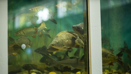 Rybári, poľovníci, včelári zbystrite pozornosť! Nitra pripravuje veľké výstavy