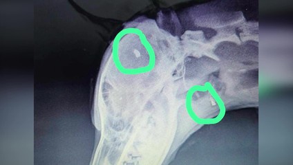 Krutosť bez hraníc: Sučku našli s projektilom v blízkosti mozgu