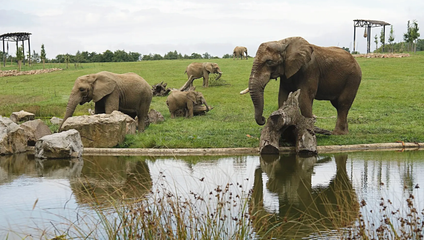 Tragický incident v Zlínskej zoo: Slon Jack usmrtil 29-ročnú samicu Ulu