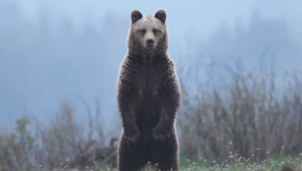 Prvý útok medvedice v roku 2026: Muž skončil v nemocnici, medvedicu zabili, uviedol Kuffa