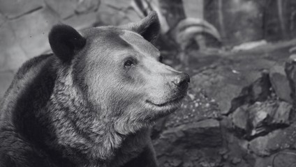 ZOO Bratislava smúti: Po 30 rokoch museli utratiť jediného medveďa Felixa