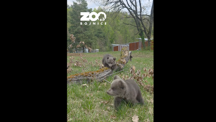 Medvieďatá v ZOO Bojnice už majú mená. Pozrite si, ako ich pomenovali