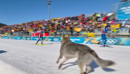 Československý vlčiak naháňal bežkyne na lyžiach