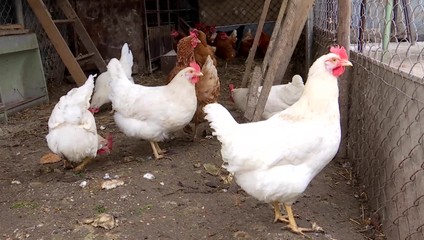 Vedci simulovali pandémiu vtáčej chrípky. Bez rýchlej reakcie hrozia lockdowny