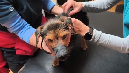 Policajti priviezli do útulku týraného psíka. V tele mal sedem diaboliek