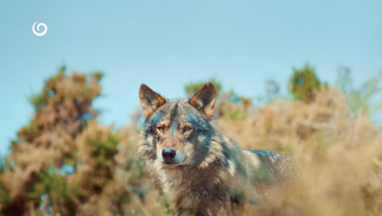 Výpravná novinka JOJky mieri do sveta: Wild Return kúpili v Nemecku i Austrálii ešte pred premiérou