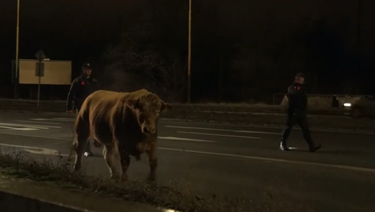 Päť býkov vypadlo z kamióna na cestu. Zasahovali policajti a hasiči