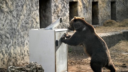 Polícia upozorňuje obyvateľov Tlmáč na pohyb medveďa hnedého v meste