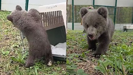 VIDEO: Bojnická ZOO opäť ukázala rozkošné medvedice. Pozrite si ich prvé hravé kroky