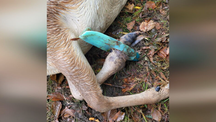 Desivé zábery zo Záhoria! Žalúdky plné odpadkov. Poľovníci varujú pred tragickými následkami