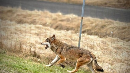 Na diaľnici D1 sa vyskytuje vlk, polícia žiada zvýšiť opatrnosť