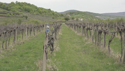 Tichý zabijak viniča: Choroba sa šíri z opustených viníc