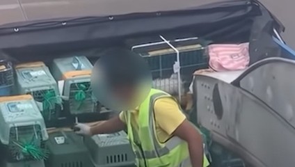 Takto na letisku zaobchádzali so zvieratami. Zábery pobúrili cestujúcich