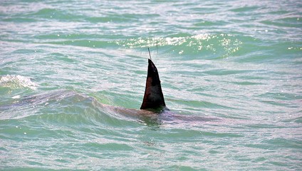 Austrálske úrady uzavreli pláže po štvrtom útoku žraloka za 48 hodín