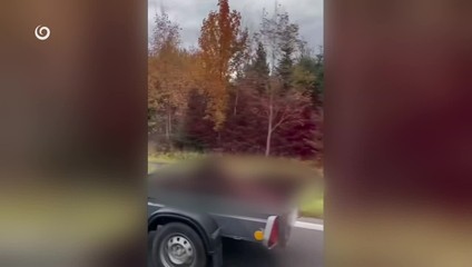 Šokujúce video: Medveďa prevážali rozpáraného na prívesnom vozíku