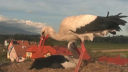 Bocianovi uviazol v zobáku plastový krúžok. Sociálne siete zaplavila panika
