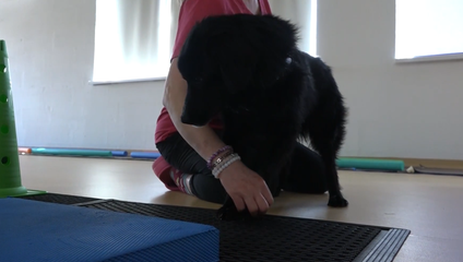 Keď ide o každú labku: Rehabilitácia vracia psíkom život