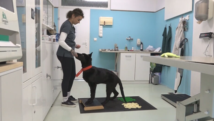 Nevedel sa postaviť na nohy, dnes robí pokroky. Príbeh Ravena dojíma