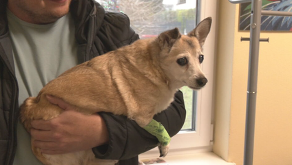 Silvester bez stresu: Ako ochrániť domáce zvieratá pred pyrotechnikou?