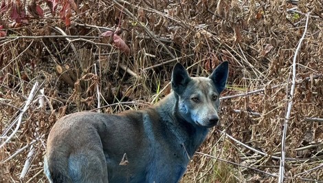 Černobyľskí modrí psi vyvolali senzáciu. Tím expertov odhalil možnú príčinu