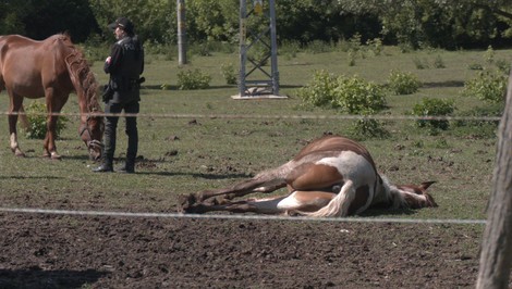 Zákerný čin vo Veľkom Záluží: Policajti objavili mŕtveho koňa s bodnými ranami