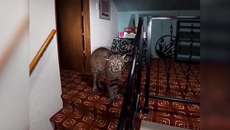 VIDEO: Majiteľ začul podozrivé zvuky a zavolal políciu. Tá našla štvornohého narušiteľa