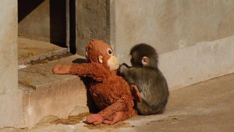 Dojal svet s plyšákom namiesto mamy. Dnes už malý makak nie je sám