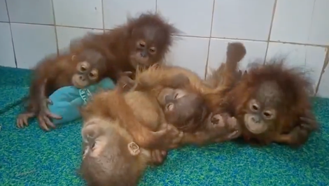 Záhada v indickom lese: Päť orangutanov našli tisíce kilometrov od domova