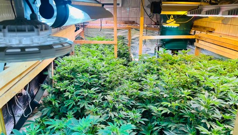 Kriminalisti odhalili v Pezinku marihuanové laboratórium. Počas akcie Kvetinár zadržali dve osoby