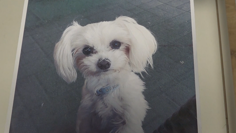 Agresívny pes mal útočiť opakovane. Prípad usmrtenia sučky Lily zostal bez vinníka