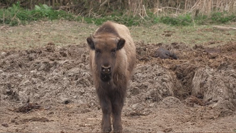 Národný park rozhodol: Osirelé zubríča Mirka poputovala do Bojníc