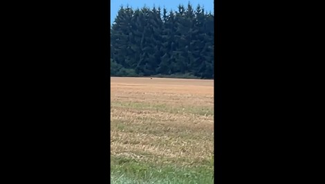 V Česku sa zrejme pohybuje veľká mačkovitá šelma. Ľudia majú byť obozretní