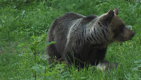 Pre výskyt medveďov vyhlásili mimoriadnu situáciu. Približujú sa k obydliam