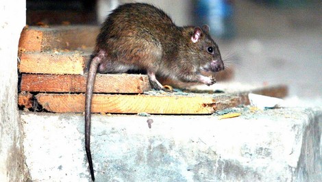 Na výletnej lodi zaznamenali ďalších štyroch cestujúcich nakazených hantavírusom