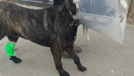 Majiteľ napadol na svojho psa nožom. Po brutálnom útoku vyplávali znepokojujúce fakty