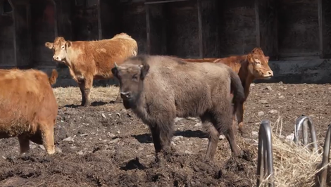 V Poloninách našli mŕtvu zubricu, po samici zostalo ročné mláďa