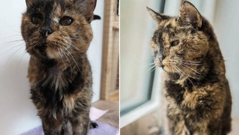 Najstaršia mačka na svete oslavuje 30 rokov. Prežila dvoch svojich majiteľov