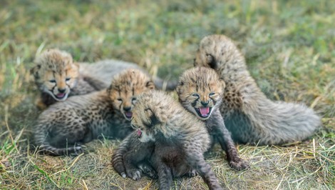 V pražskej ZOO sa narodili gepardie pätorčatá