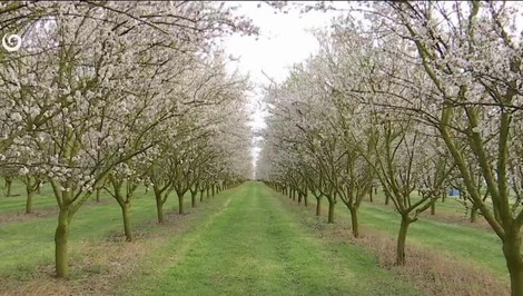 Rozkvitnuté čerešne aj mandľovníky: Jar ukazuje svoju najkrajšiu tvár