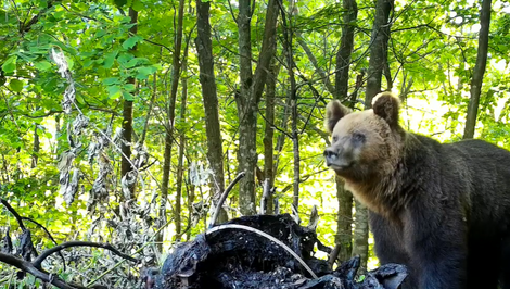Medveď zničil 12 úľov za noc, včelári nasadili pyrotechniku aj nočné stráženie