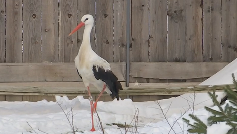 Bocian zo záchrannej stanice sa zdržiaval pri ľuďoch, po delobuchoch sa túlal po okolí