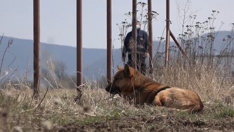 Psa nechal dva týždne priviazaného bez jedla a vody. Majiteľ si vypočul rozsudok