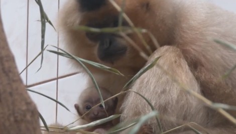 Brány bojnickej ZOO opustila samica gibona Kim. Putuje až do Ruska